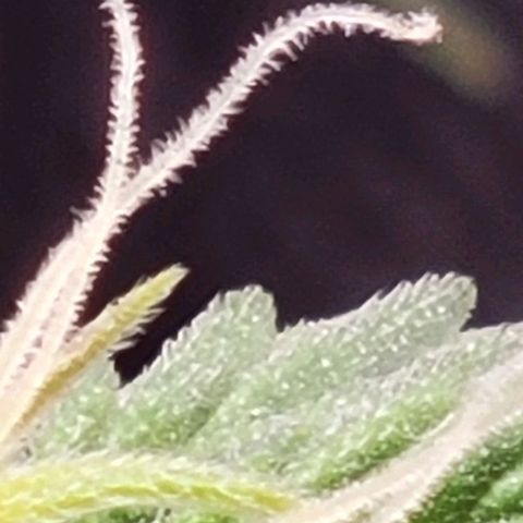 Chocolate mints og auto growlog photo: Choco and Doro 