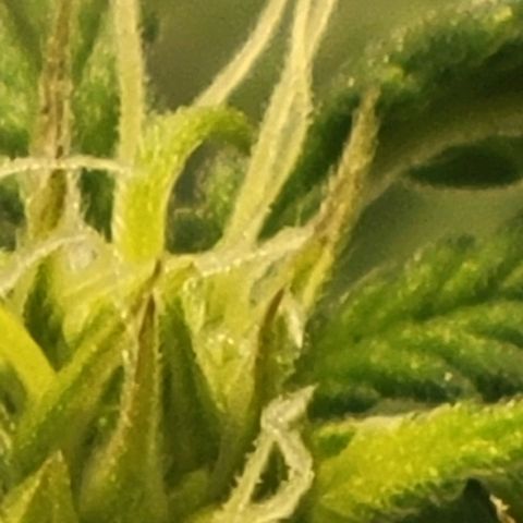 Chocolate mints og auto growlog photo: Choco and Doro 