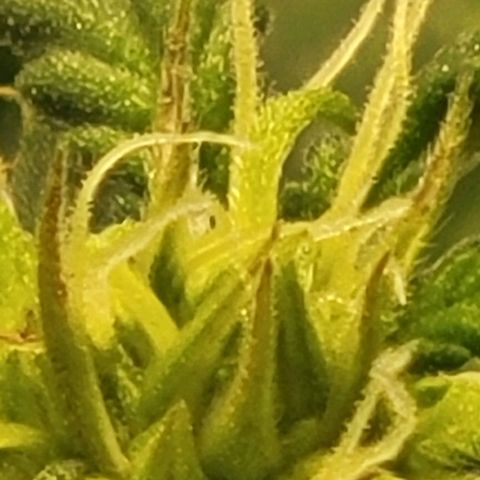 Chocolate mints og auto growlog photo: Choco and Doro 