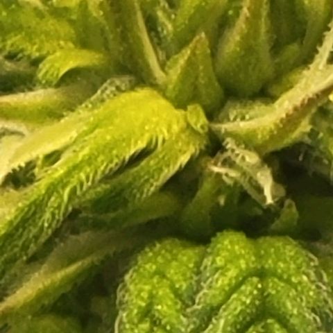 Chocolate mints og auto growlog photo: Choco and Doro 