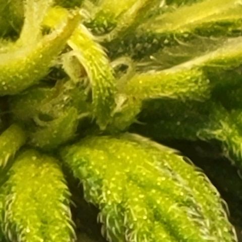 Chocolate mints og auto growlog photo: Choco and Doro 