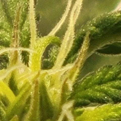 Chocolate mints og auto growlog photo: Choco and Doro 