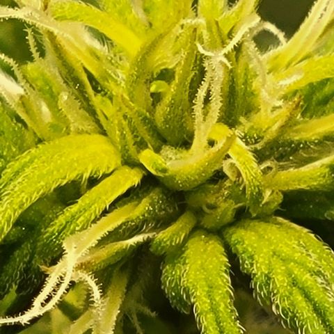 Chocolate mints og auto growlog photo: Choco and Doro 
