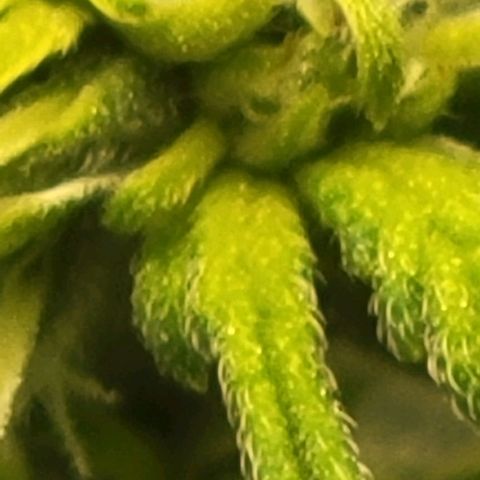 Chocolate mints og auto growlog photo: Choco and Doro 