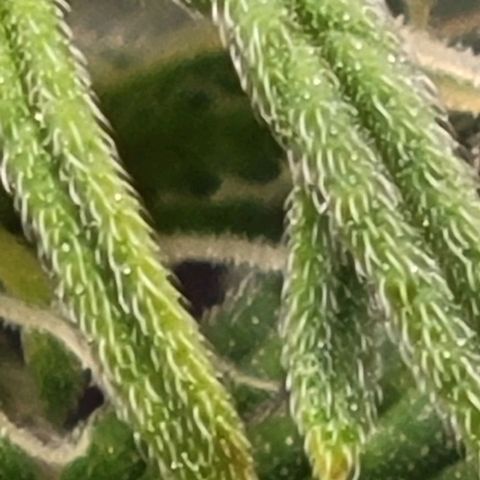 Chocolate mints og auto growlog photo: Choco and Doro 