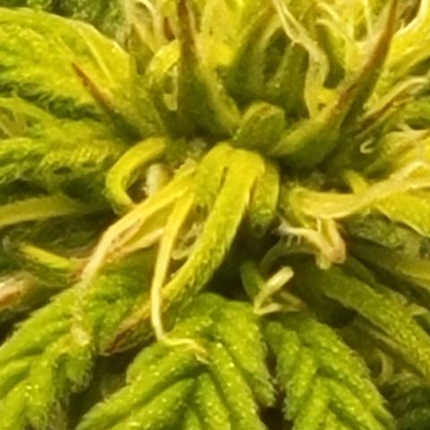 Chocolate mints og auto growlog photo: Choco and Doro 