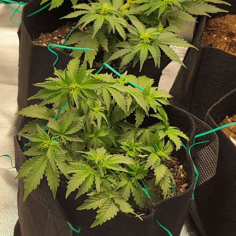 Chocolate mints og auto growlog photo: Choco and Doro 