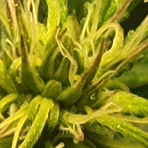 Chocolate mints og auto growlog photo: Choco and Doro 