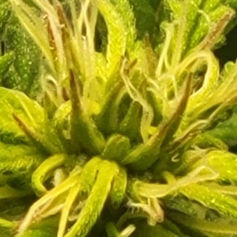 Chocolate mints og auto growlog photo: Choco and Doro 