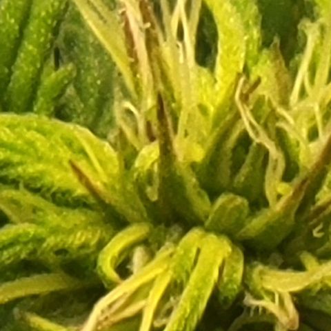 Chocolate mints og auto growlog photo: Choco and Doro 