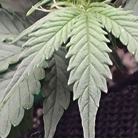 Chocolate mints og auto growlog photo: Choco and Doro 
