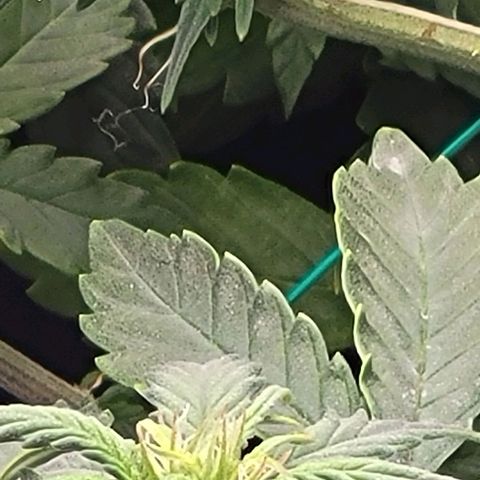 Chocolate mints og auto growlog photo: Choco and Doro 