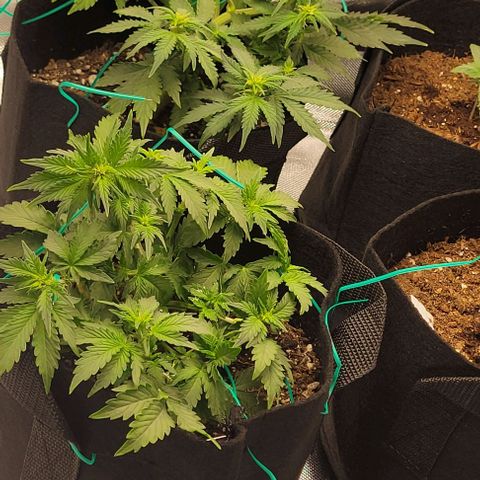 Chocolate mints og auto growlog photo: Choco and Doro 