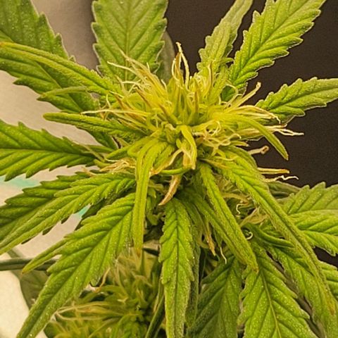 Chocolate mints og auto growlog timeline photo