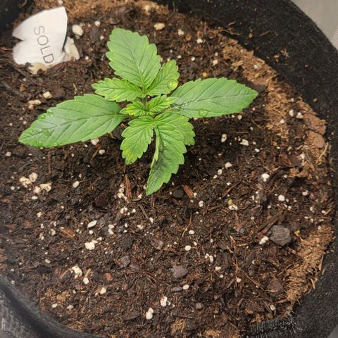 Shango church growlog photo: Set of 3
