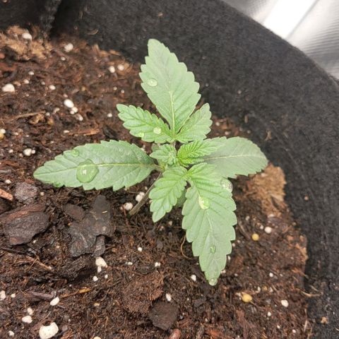 Shango church growlog photo: Set of 3