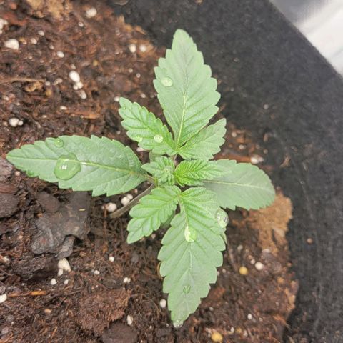 Shango church growlog photo: Set of 3