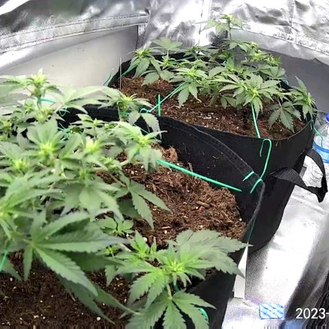 Chocolate mints og auto growlog photo: All fed all 3 fox farm Choco shows signs of nitrogen deficiency added extra tiger bloom to increase 