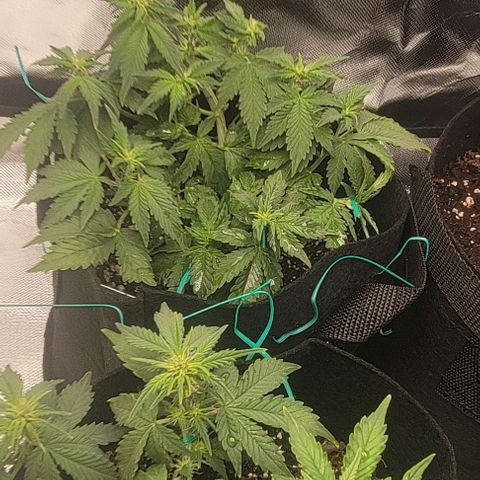 Chocolate mints og auto growlog photo: All fed all 3 fox farm Choco shows signs of nitrogen deficiency added extra tiger bloom to increase 