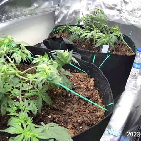 Chocolate mints og auto growlog photo: All fed all 3 fox farm Choco shows signs of nitrogen deficiency added extra tiger bloom to increase 
