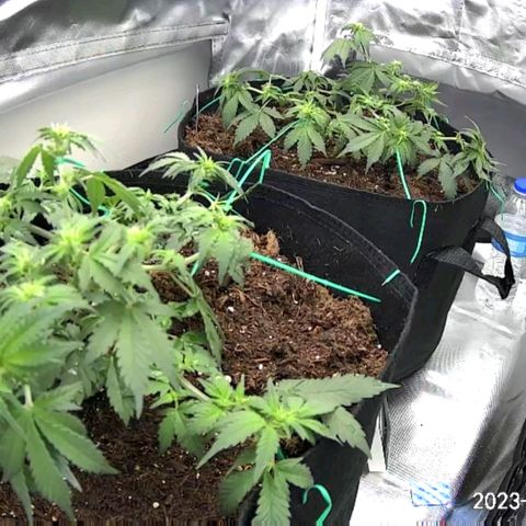 Chocolate mints og auto growlog photo: All fed all 3 fox farm Choco shows signs of nitrogen deficiency added extra tiger bloom to increase 