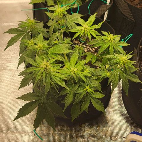 Chocolate mints og auto growlog photo: All fed all 3 fox farm Choco shows signs of nitrogen deficiency added extra tiger bloom to increase 