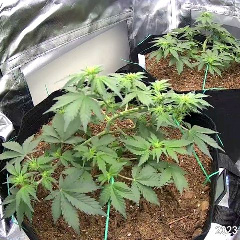 Chocolate mints og auto growlog photo: All fed all 3 fox farm Choco shows signs of nitrogen deficiency added extra tiger bloom to increase 