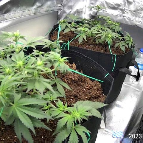 Chocolate mints og auto growlog photo: All fed all 3 fox farm Choco shows signs of nitrogen deficiency added extra tiger bloom to increase 