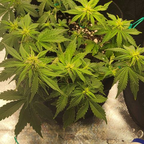 Chocolate mints og auto growlog photo: All fed all 3 fox farm Choco shows signs of nitrogen deficiency added extra tiger bloom to increase 