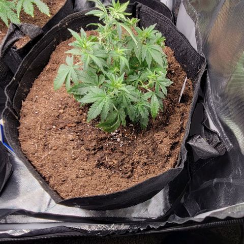 Chocolate mints og auto growlog photo: Transplanted choco and Doro they look crazy out of their training 