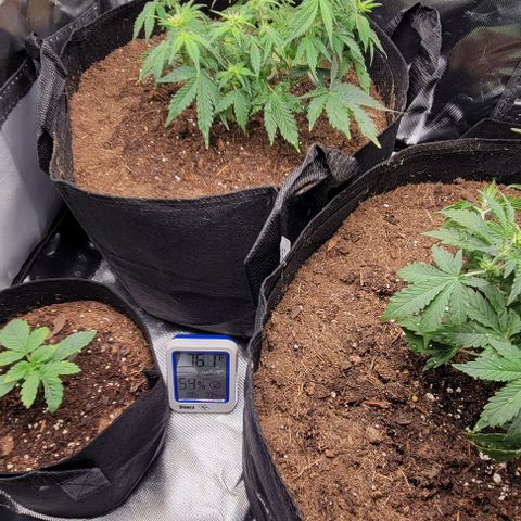 Chocolate mints og auto growlog photo: Transplanted choco and Doro they look crazy out of their training 