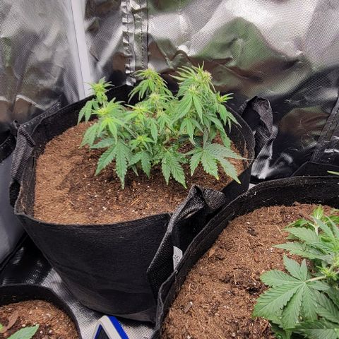 Chocolate mints og auto growlog photo: Transplanted choco and Doro they look crazy out of their training 