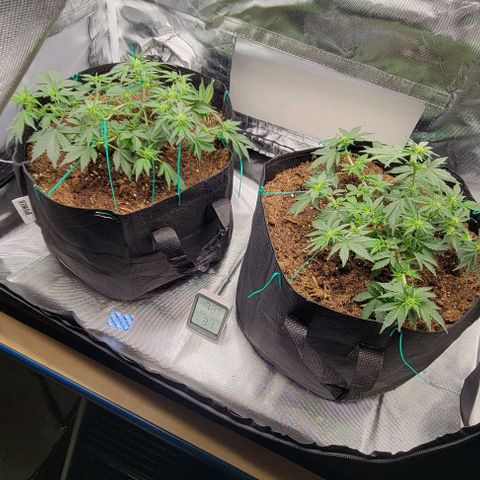 Chocolate mints og auto growlog photo: Transplanted choco and Doro they look crazy out of their training 