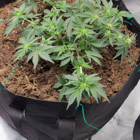 Chocolate mints og auto growlog photo: Transplanted choco and Doro they look crazy out of their training 