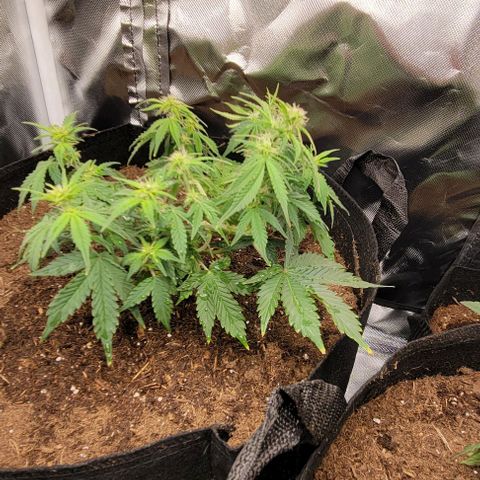 Chocolate mints og auto growlog photo: Transplanted choco and Doro they look crazy out of their training 