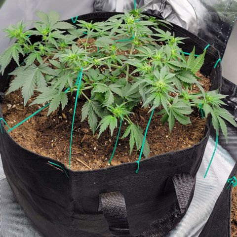 Chocolate mints og auto growlog photo: Transplanted choco and Doro they look crazy out of their training 