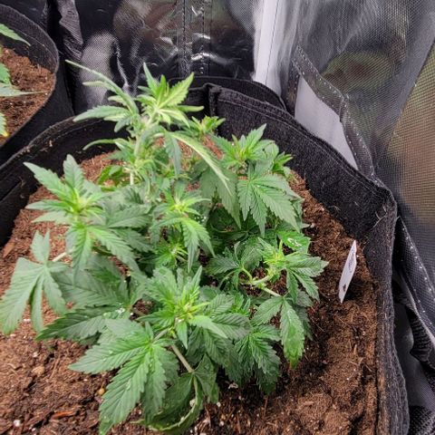 Chocolate mints og auto growlog photo: Transplanted choco and Doro they look crazy out of their training 