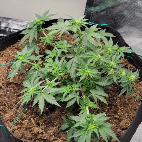Chocolate mints og auto growlog photo: Transplanted choco and Doro they look crazy out of their training 