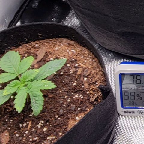 Shango church growlog photo: Noticed a mutation in mustard plug.  Susan is thriving 