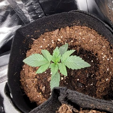 Shango church growlog photo: Noticed a mutation in mustard plug.  Susan is thriving 