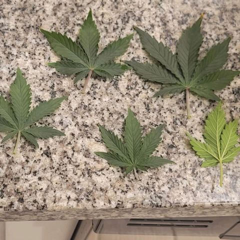 Chocolate mints og auto growlog photo: Choco and Doro trim and Lita and lope close ups they look alien 👽 it blows my mind....dad's hand for scale.lol 