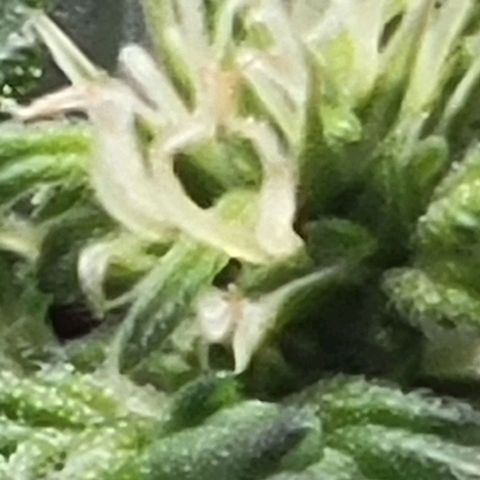 Chocolate mints og auto growlog photo: Choco and Doro trim and Lita and lope close ups they look alien 👽 it blows my mind....dad's hand for scale.lol 