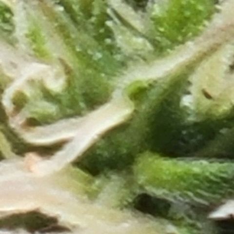 Chocolate mints og auto growlog photo: Choco and Doro trim and Lita and lope close ups they look alien 👽 it blows my mind....dad's hand for scale.lol 