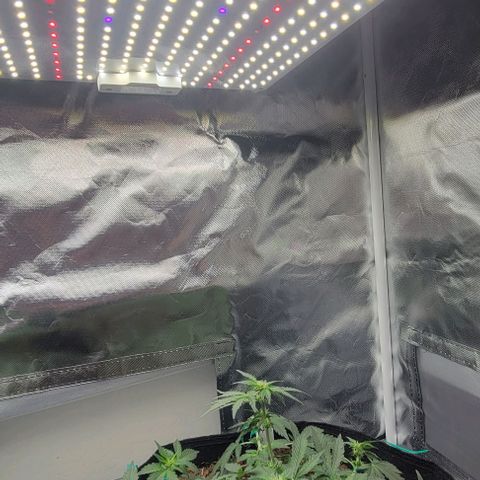 Chocolate mints og auto growlog photo: Choco and Doro trim and Lita and lope close ups they look alien 👽 it blows my mind....dad's hand for scale.lol 