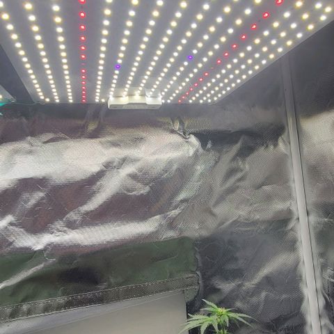 Chocolate mints og auto growlog photo: Choco and Doro trim and Lita and lope close ups they look alien 👽 it blows my mind....dad's hand for scale.lol 