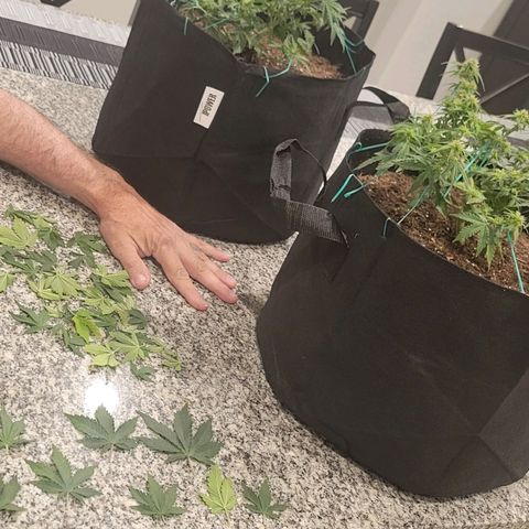 Chocolate mints og auto growlog photo: Choco and Doro trim and Lita and lope close ups they look alien 👽 it blows my mind....dad's hand for scale.lol 