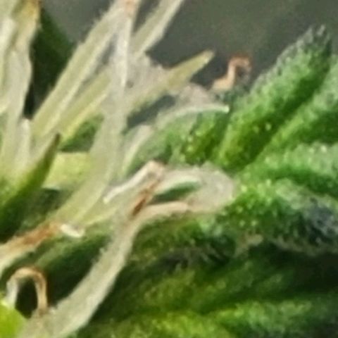 Chocolate mints og auto growlog photo: Choco and Doro trim and Lita and lope close ups they look alien 👽 it blows my mind....dad's hand for scale.lol 