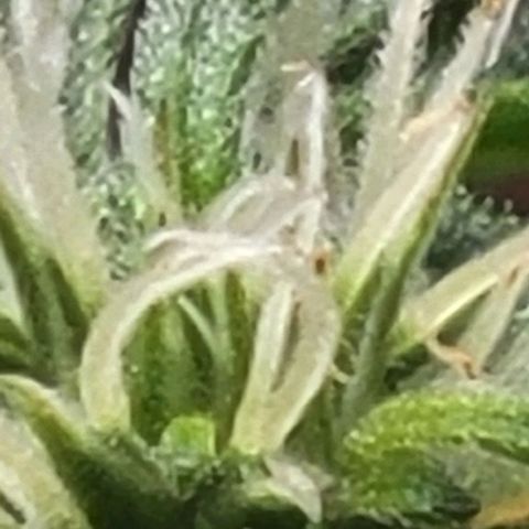 Chocolate mints og auto growlog photo: Choco and Doro trim and Lita and lope close ups they look alien 👽 it blows my mind....dad's hand for scale.lol 