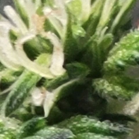 Chocolate mints og auto growlog photo: Choco and Doro trim and Lita and lope close ups they look alien 👽 it blows my mind....dad's hand for scale.lol 