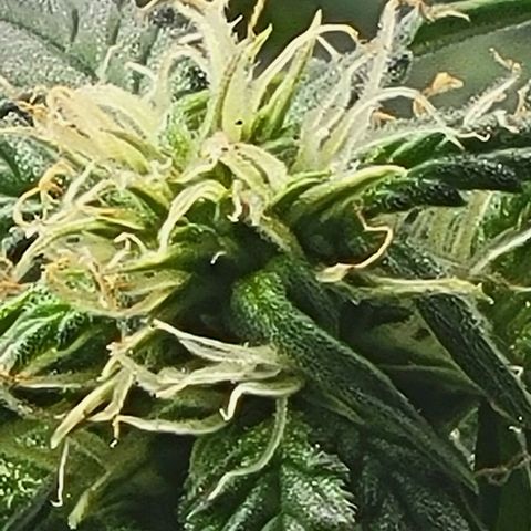Chocolate mints og auto growlog photo: Lita and lope close ups
